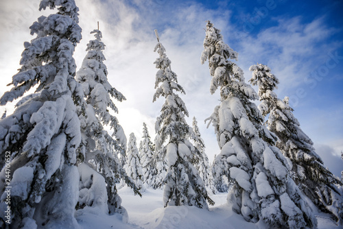 Winter landscape, coniferous trees snow covered in Karkonosze mountains in Poland
