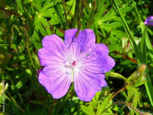 Wiesenstorchschnabel photo