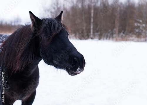 The black free mare is against of a background of a winter forest. The one horse with a beautiful long mane is in rural.