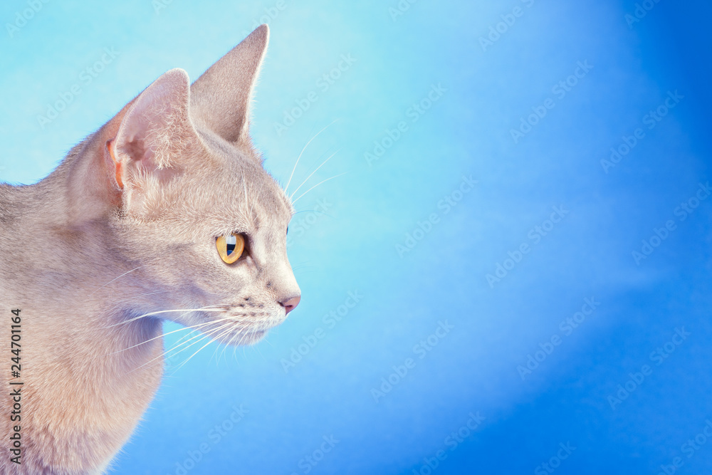 Adult female  abyssinian blue cat