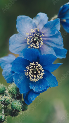 Meconopsis racemosa plant, common name is blue poppy, growing on a calcareous stony slope covered with dried peaty soil, very rare.