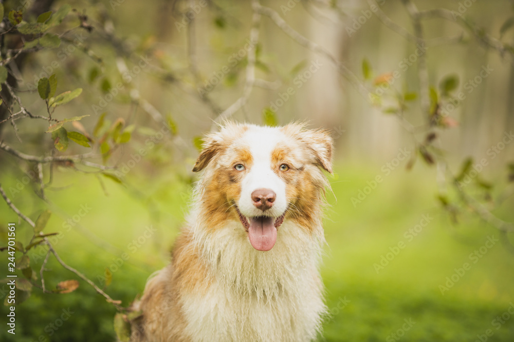 dog portrait dog portrait