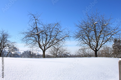 Wallpaper Mural Winter_Bäume Torontodigital.ca