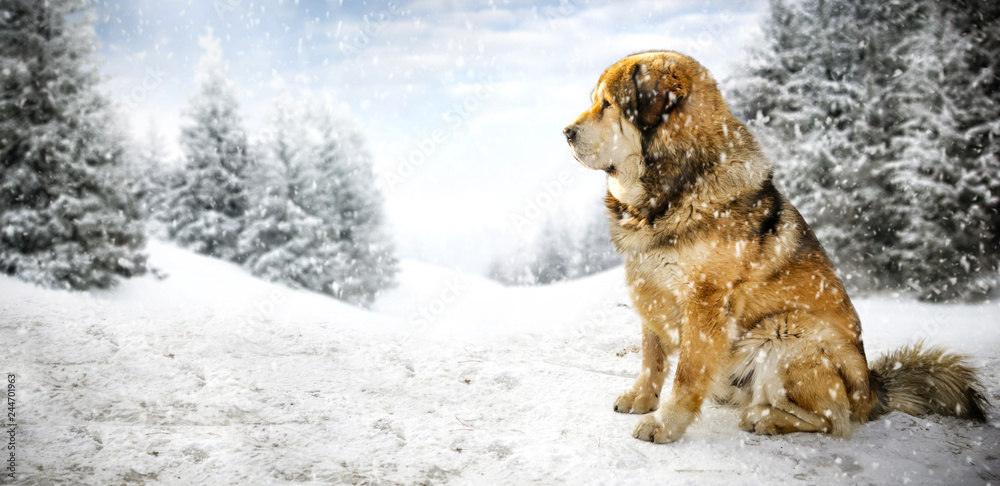 Fototapeta premium winter time and big dog on snow 