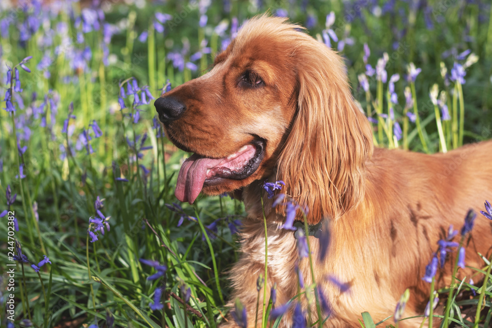 A cocker spaniel playing among bluebells in the woods A cocker spaniel playing among bluebells in the woods