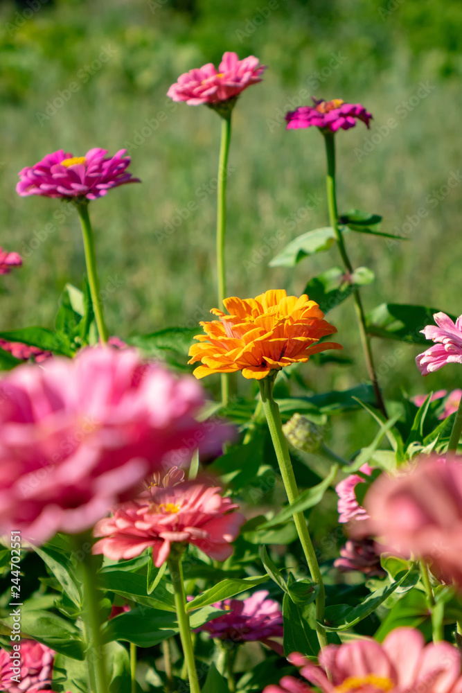 Orange and pink flowers of zinia in the summer garden. Natural blooming background