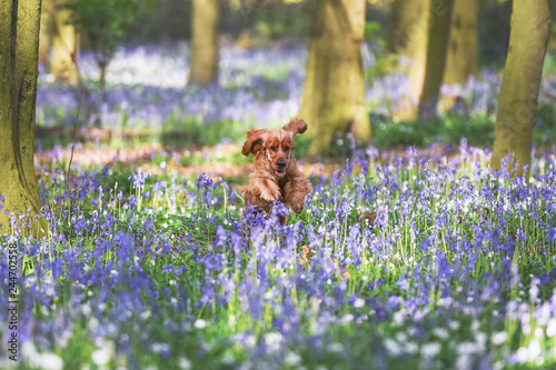 Εκτύπωση καμβά A cocker spaniel playing among bluebells in the woods