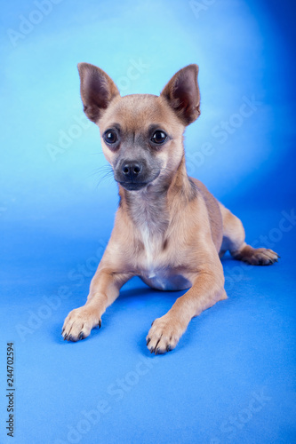 Studio shot of an brown Chihuahua dog © fotogeng