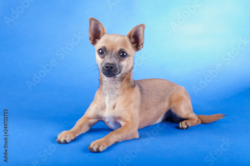 Fototapeta Naklejka Na Ścianę i Meble -  Studio shot of an brown Chihuahua dog