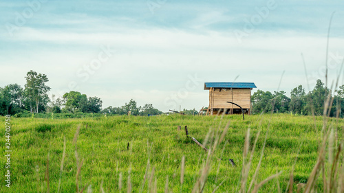 farmer's wooden hut on the hill surrounded by rice plant