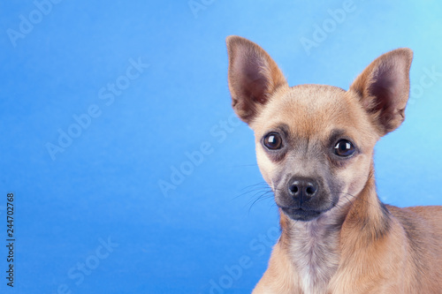 Studio shot of an brown Chihuahua dog