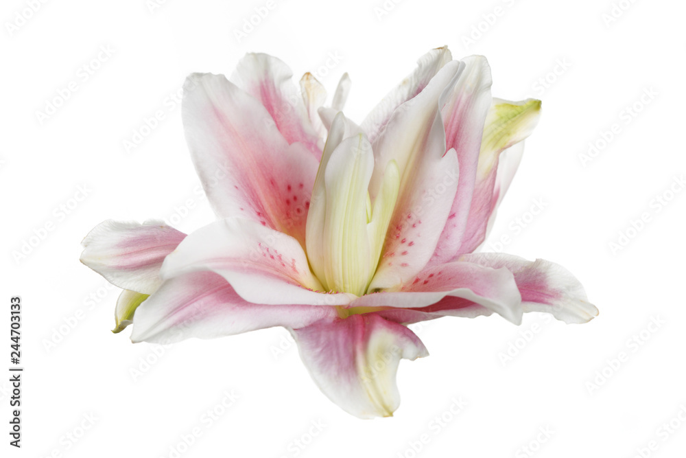 Unusual pink terry lily isolated on white background.
