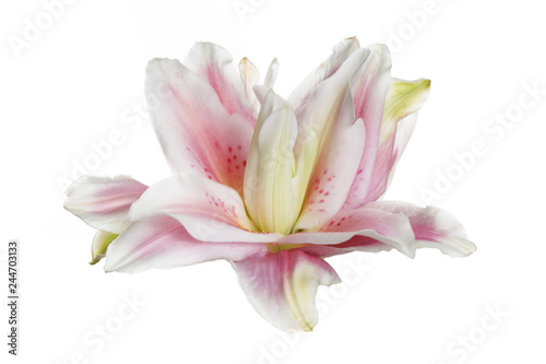 Unusual pink terry lily isolated on white background.