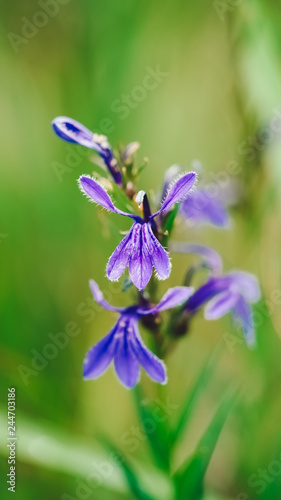 Purple flowers of Lobelia sessilifolia, one kind of alpine wildflowers. photo