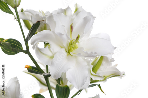 A branch of white terry lily isolated on a light background.