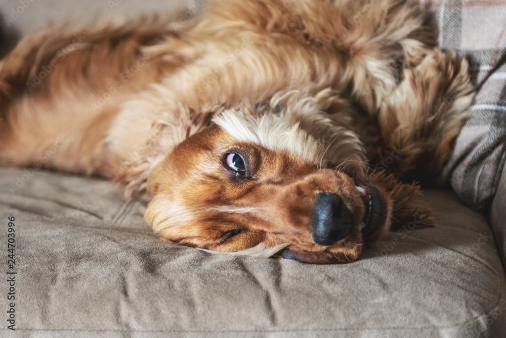 Cocker spaniel dog laying on a sofa with a droopy face Cocker spaniel dog laying on a sofa with a droopy face