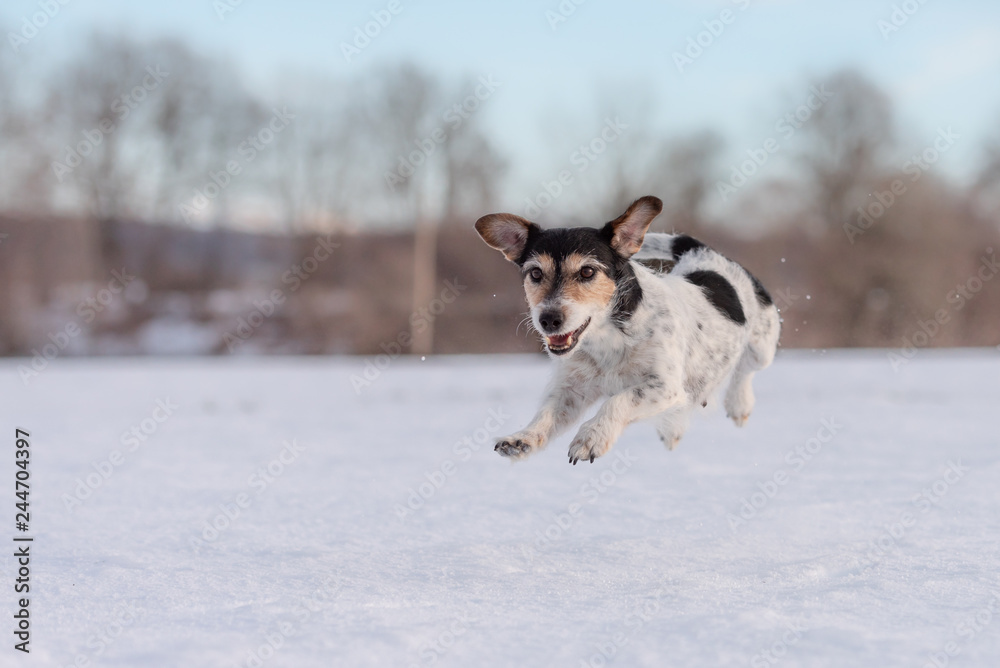 Fast Jack Russell Terrier dog is running across a meadow in snowy winter