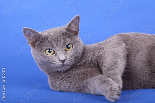 Studio shot of an russian blue cat, kitty