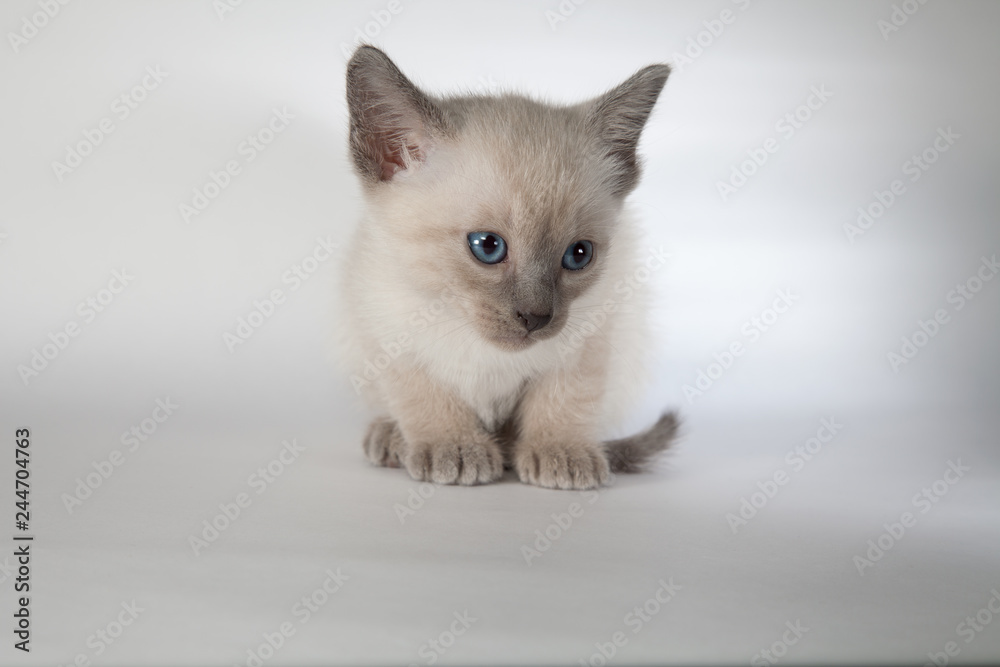 An siamese cat on a white background An siamese cat on a white background