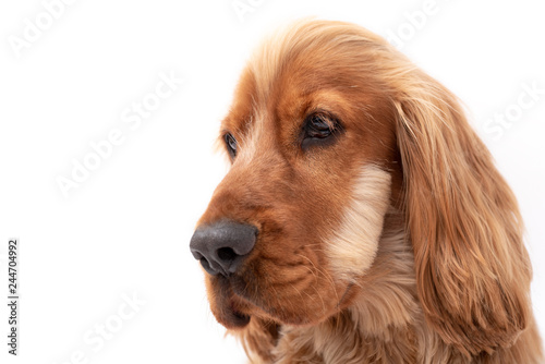 15 Month old cocker spaniel photo shoot isolated on white background
