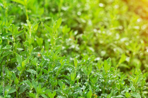 Close up of fresh thick grass with water drops in the early morning