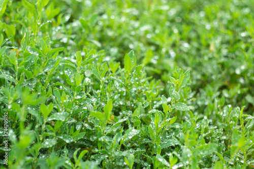 Close up of fresh thick grass with water drops in the early morning