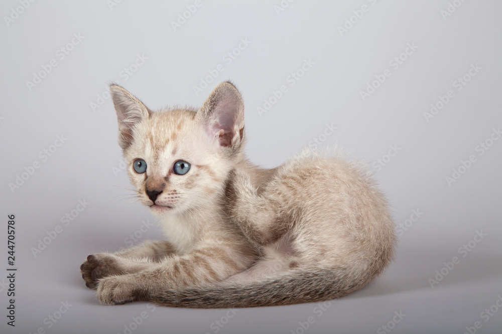 Obraz premium An siamese cat on a white background