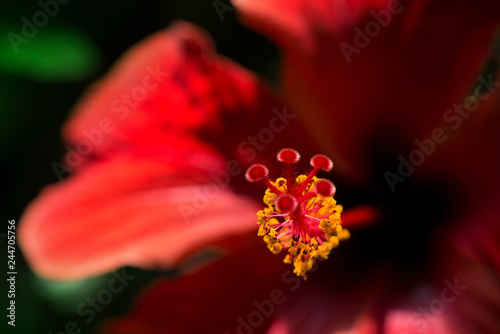 Beautiful red hibiscus flower with yellow pollen in the middle of blossom on green background in tropical botanical garden. Hibiscus plants are used to produce tea and liquid extracts 