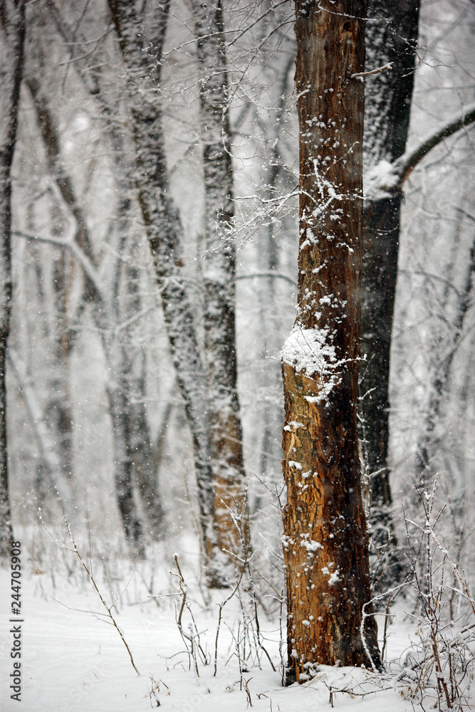 Fototapeta premium fabulous winter in the forest with snow