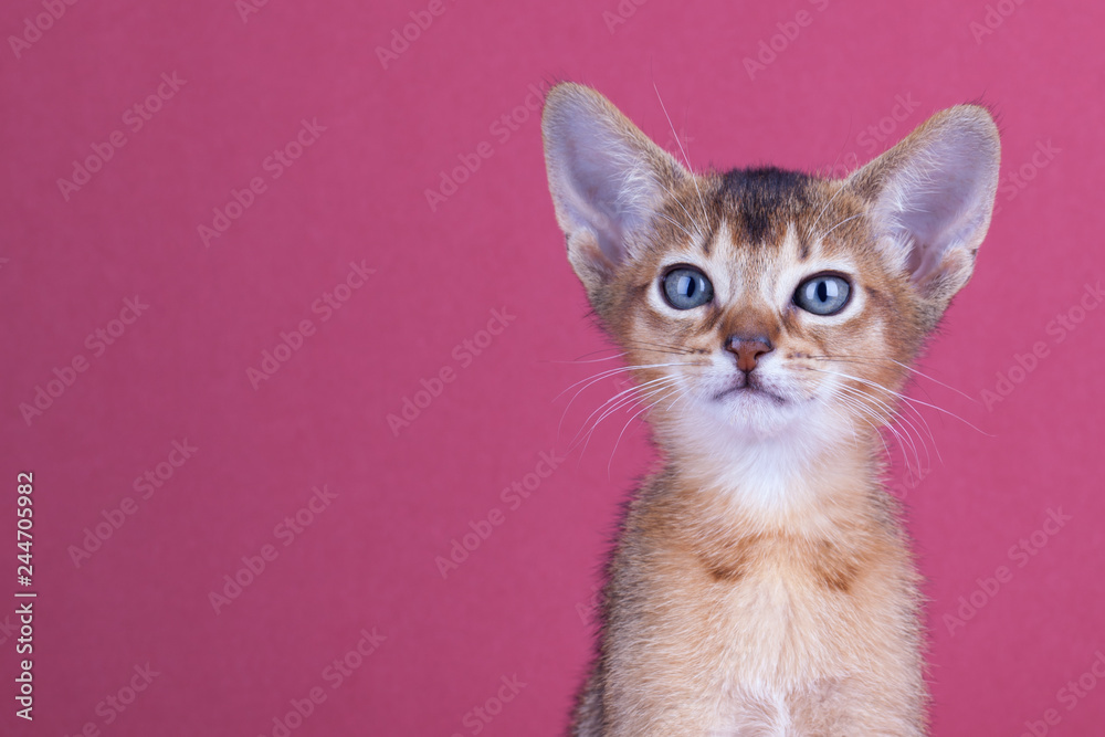 An little male abyssinian ruddy cat, kitty An little male abyssinian ruddy cat, kitty