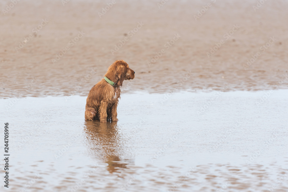 3 month old cocker spaniel puppy playing at the beach 3 month old cocker spaniel puppy playing at the beach