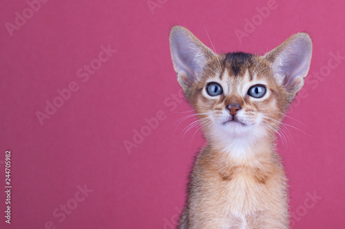 An little male abyssinian ruddy cat, kitty