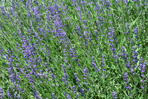 Blossoming lavender field  meadow at sunrise  springs blossoms for bees collecting nectar and pollinating new flowers. Beautiful summer morning or evening purple background.  