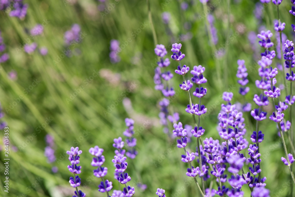 Naklejka premium Blossoming lavender field, meadow at sunrise, springs blossoms for bees collecting nectar and pollinating new flowers. Beautiful summer morning or evening purple background.