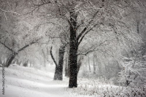 Fototapeta Naklejka Na Ścianę i Meble -  fabulous winter in the forest with snow