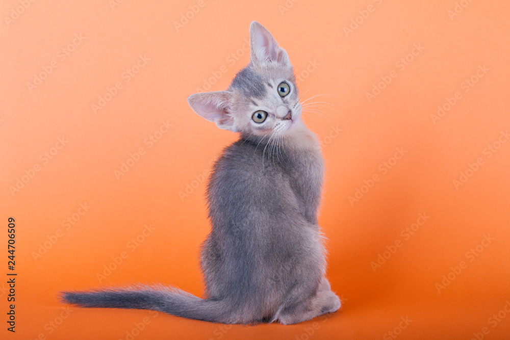 An little male  abyssinian blue cat, kitty