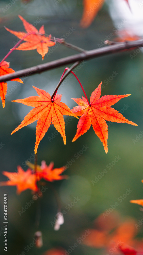 Autumn, beautiful red maple leaf (Acer palmatum) Autumn, beautiful red maple leaf (Acer palmatum)