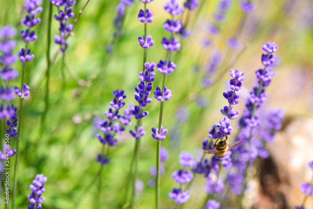Blossoming lavender field, meadow at sunrise, springs blossoms for bees collecting nectar and pollinating new flowers. Beautiful summer morning or evening purple background. Blossoming lavender field, meadow at sunrise, springs blossoms for bees collecting nectar and pollinating new flowers. Beautiful summer morning or evening purple background.