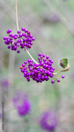 Beautiful plant  Callicarpa s purple fruits.