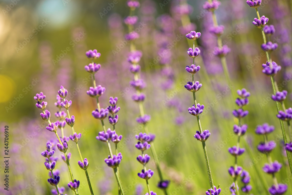 Fototapeta premium Blossoming lavender field, meadow at sunrise, springs blossoms for bees collecting nectar and pollinating new flowers. Beautiful summer morning or evening purple background. 