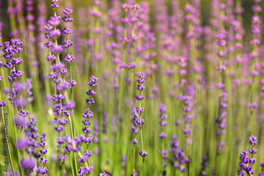 Blossoming lavender field, meadow at sunrise, springs blossoms for bees collecting nectar and pollinating new flowers. Beautiful summer morning or evening purple background. Blossoming lavender field, meadow at sunrise, springs blossoms for bees collecting nectar and pollinating new flowers. Beautiful summer morning or evening purple background.
