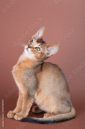 An little  abyssinian ruddy cat  kitty