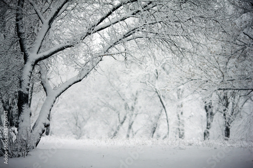 fabulous winter in the forest with snow © andrii kornev