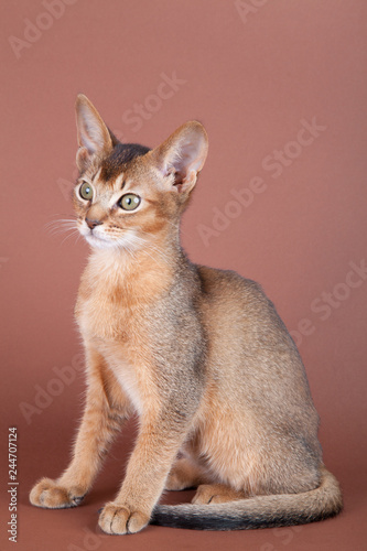 An little abyssinian ruddy cat, kitty
