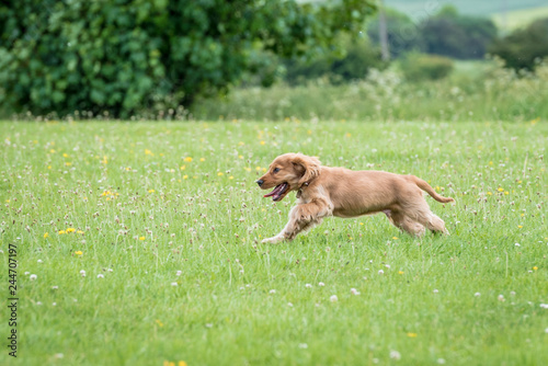 3 month old cocker spaniel playing on a grass field