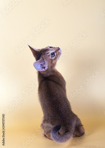 Fototapeta Naklejka Na Ścianę i Meble -  An little male  abyssinian ruddy cat, kitty