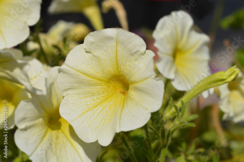 Yellow garden petunia © nahhan