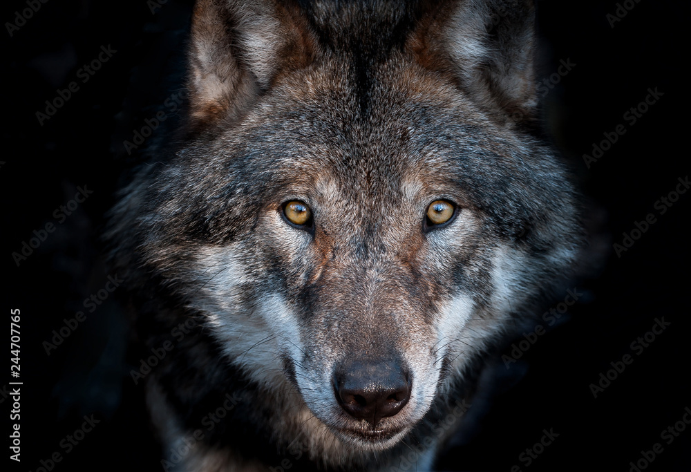 Close up portrait of a european gray wolf