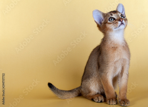 An little male  abyssinian ruddy cat  kitty