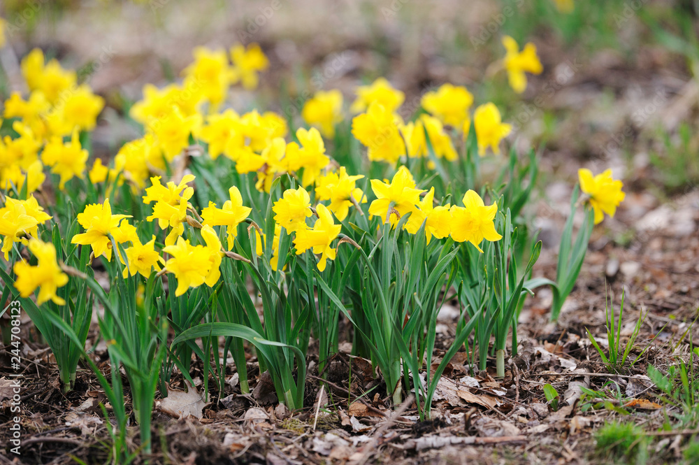 Yellow daffodils in the garden